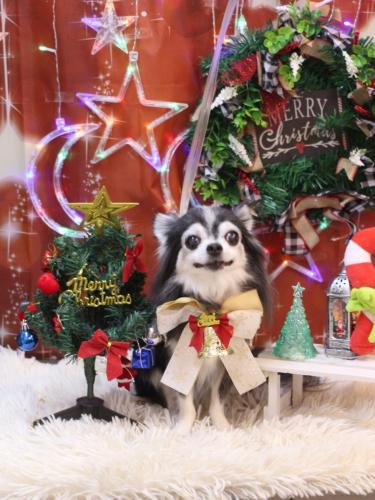 20231221ジンくん